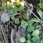 Potentilla intermedia Blad