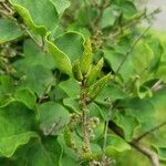 Syringa pubescens Frukto