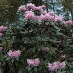 Rhododendron balfourianum Συνήθη χαρακτηριστικά