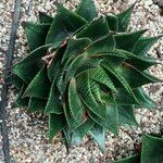 Aristaloe aristata cv. 'Cosmo' Tervik taim