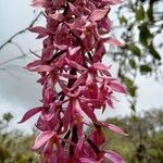 Epidendrum klotzscheanum Flower