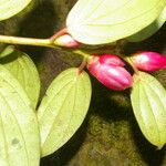 Cavendishia bracteata Квітка