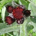 Tephroseris integrifolia Flower