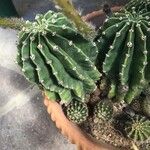Echinopsis oxygona 整株植物