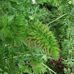 Visnaga daucoides Leaf