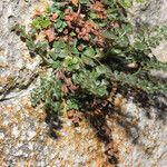 Asplenium ruta-muraria Blad