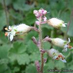 Heuchera rubescens Flower