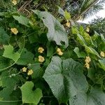 Luffa acutangula Fruit