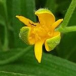 Hypoxis hirsuta Bloem