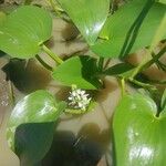 Heteranthera callifolia Flor