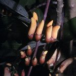 Erythrina fusca Çiçek