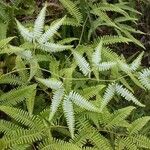 Gleichenella pectinata Hoja