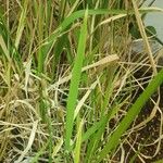 Oryza sativa Blad