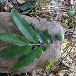 Treculia africana Folha