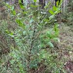 Coriaria myrtifolia Hábito