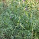 Vicia monantha عادت داشتن