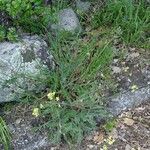 Biscutella incana Jani