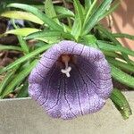 Nesocodon mauritianus Flower