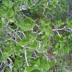 Quercus berberidifolia Агульны выгляд