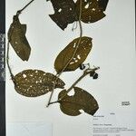 Smilax longifolia