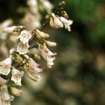 Penstemon canescens Flower