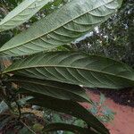 Aporosa benthamiana 叶
