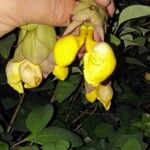 Gmelina philippensis Fiore