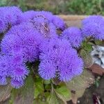 Ageratum houstonianumKukka