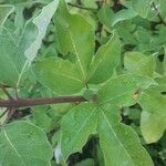 Vitex trifolia Leaf