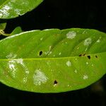 Eschweilera hondurensis ഇല