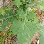 Lactuca muralis Feuille