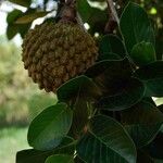 Annona crassiflora Ліст