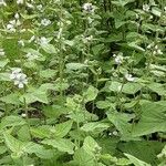 Althaea officinalis Облик