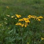 Tanacetum vulgareЦвят