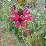 Salvia oxyphora Flor