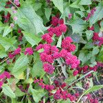 Chenopodium capitatum Habit