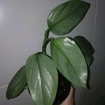 Philodendron hastatum Foglia