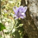 Delphinium staphisagria Kukka