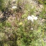 Achillea chamaemelifolia Квітка