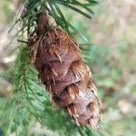 Pseudotsuga menziesii Fruit