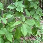 Quercus montana Hoja