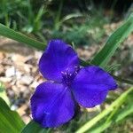 Tradescantia virginiana फूल