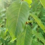 Lagerstroemia indicaFrunză