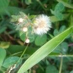 Conyza bonariensis 花