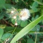 Conyza bonariensis Flower