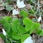 Oxalis acetosella葉