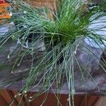 Isolepis cernua Blad