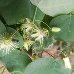 Passiflora lutea Λουλούδι