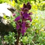 Orchis spitzelii Flower