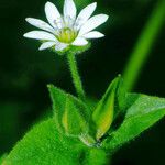 Stellaria aquatica 花